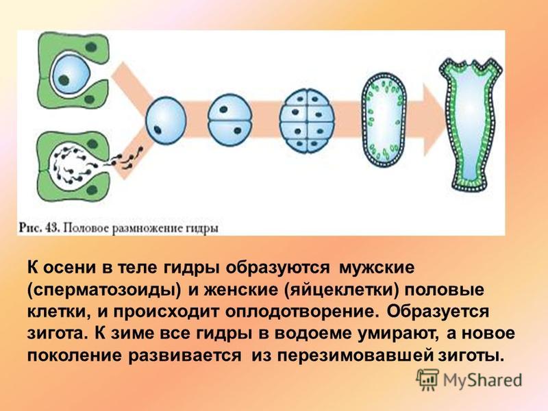 Kraken darknet market зеркало